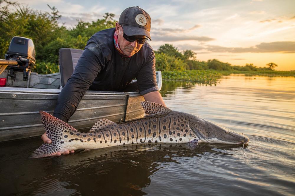 Pesca de Surubim