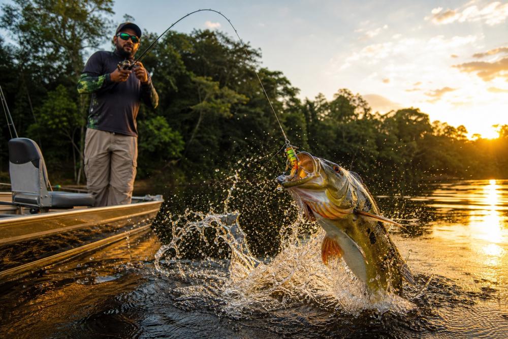 Tucunaré atacando isca de superfície em rio de água preta na Amazônia ao entardecer