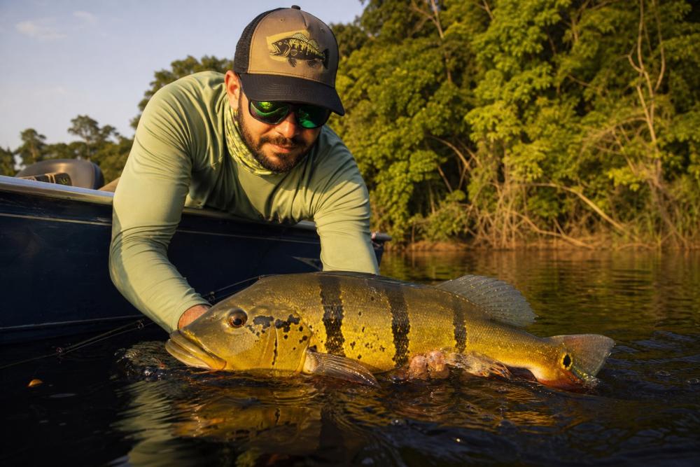 Pescador soltando um tucunaré na água de um rio amazônico durante prática de pesque e solte